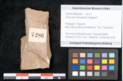 Foto (Objekt + Etikett) von Araucaria sternbergii Goeppert (NHMW-GEO-2024-0188-8286)